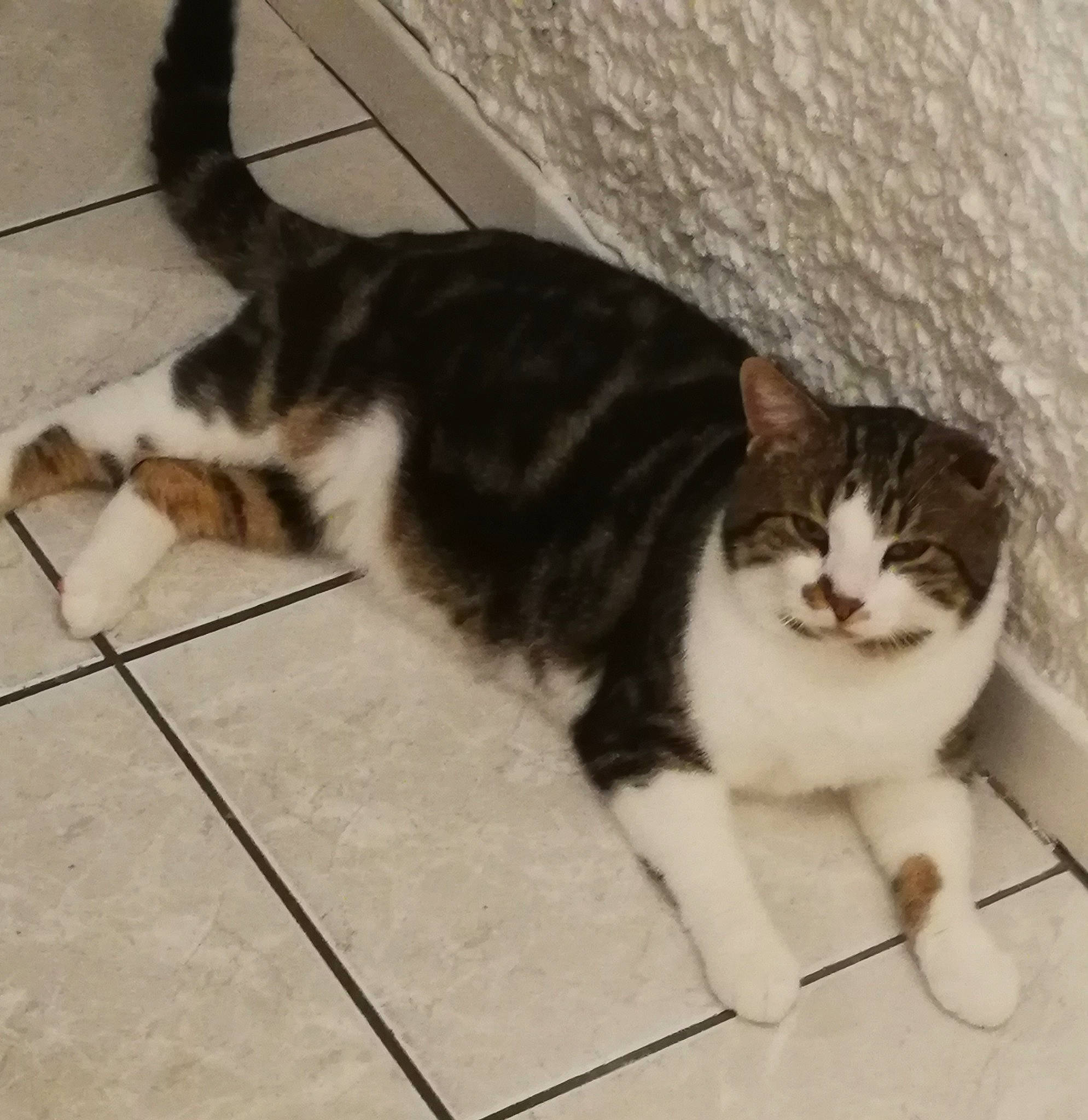 Bidou participe au concours pour gagner de l'argent avec cette photo : aegean_cat, american_wirehair, asian, carnivore, cat, cymric, domestic_short_haired_cat, european_shorthair, felidae, floor, fur, kitten, mammal, polydactyl_cat, small_to_medium_sized_cats, tail, whiskers