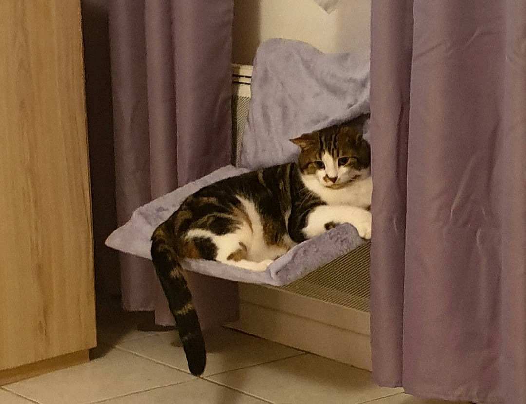 Bidou a rejoint le concours — aidez-le/la à gagner de superbes lots ! american_shorthair, asian, carnivore, cat, curtain, domestic_short_haired_cat, dragon_li, european_shorthair, felidae, fur, kitten, mammal, polydactyl_cat, small_to_medium_sized_cats, tabby_cat, tail, whiskers