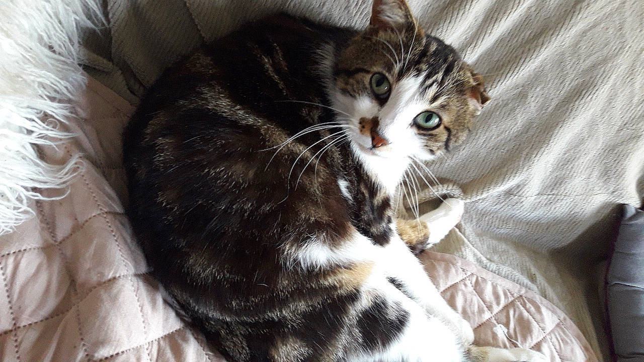 Bidou a rejoint le concours — aidez-le/la à gagner de superbes lots ! aegean_cat, american_curl, american_shorthair, american_wirehair, asian, carnivore, cat, domestic_short_haired_cat, dragon_li, european_shorthair, felidae, fur, kitten, mammal, norwegian_forest_cat, polydactyl_cat, small_to_medium_sized_cats, sokoke, tabby_cat, whiskers