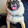 Sammy joined the competition — help win amazing prizes! dog, pug, pet, tongue_out, happy, indoor, animal, cute, sitting, fur, collar, face, expression, companion, lap, comfort, brown, black, short_hair, domestic