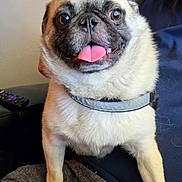Sammy joined the competition — help win amazing prizes! dog, pug, pet, tongue_out, happy, indoor, lap, person, couch, collar, brown_fur, black_mask, short_fur, animal, cute, companion, sitting, face, eyes, nose