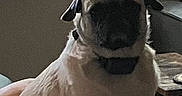 Sammy joined the competition — help win amazing prizes! animal, calm, canine, companion, dark_face, dog, domestic_animal, furniture, household, indoor, light, living_room, medium_sized_dog, pet, quiet, resting, seated, shadow, side_view, sitting