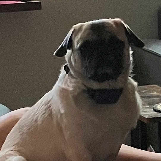 Sammy