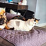dog, french_bulldog, cat, calico_cat, white_cat, couch, quilt, pillow, sunflower, living_room, wood_floor, pet, indoor, furniture, relaxing, animal, companion, cozy, domestic, resting