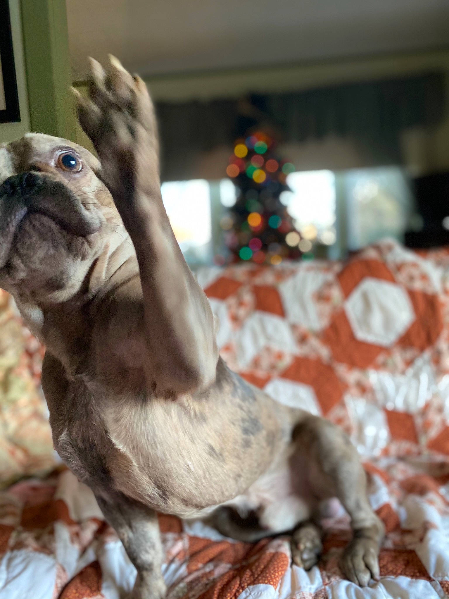 Chubbs joined the competition — help win amazing prizes! art, canidae, carnivore, christmas, christmas_tree, companion_dog, dog, dog_breed, event, fawn, fur, liver, paw, sporting_group, tail, terrestrial_animal, toy, whiskers, wood, wrinkle