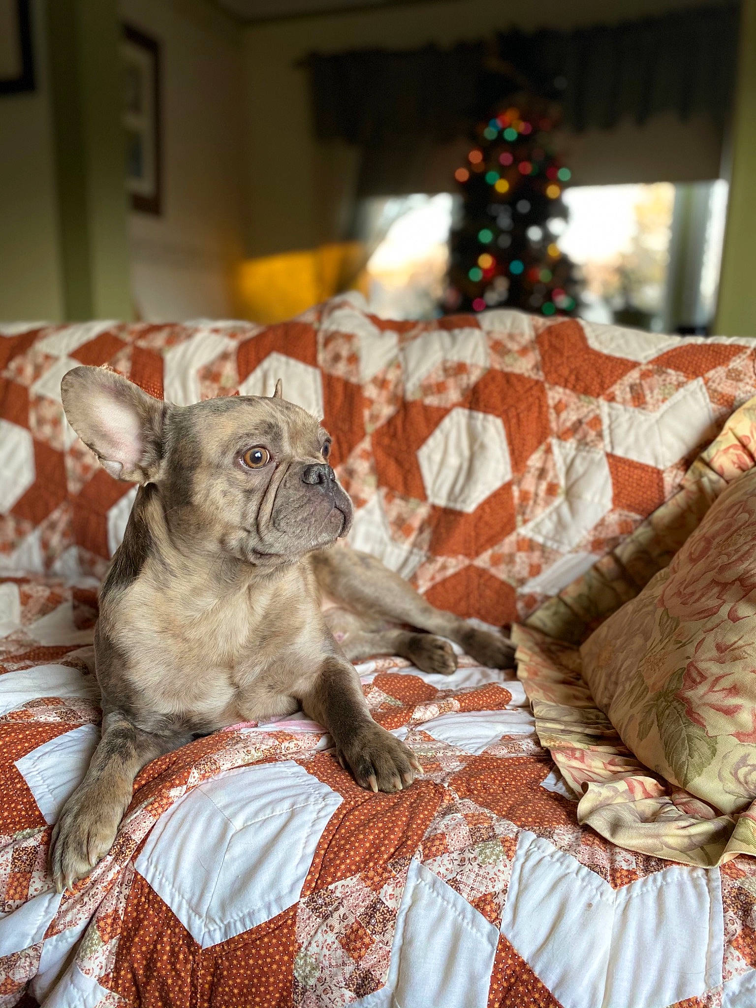 Chubbs is registered to the contest to win money with this photo: bed_sheet, bedding, carnivore, chair, christmas_tree, comfort, companion_dog, couch, dog, dog_breed, fawn, felidae, linens, small_to_medium_sized_cats, sporting_group, table, tree, whiskers, wood, working_animal