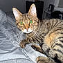 Ace joined the competition — help win amazing prizes! animal, bed, blanket, cat, closeup, cozy, curious, cute, domestic, feline, fur, indoor, mammal, paw, pet, resting, sleeping_area, striped, tabby, whiskers