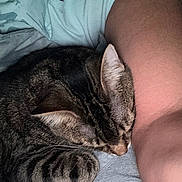 Ace is registered to the contest to win money with this photo: animal, arm, cat, closeup, clothing, cozy, ear, fabric, feline, fur, indoor, paw, person, pet, resting, skin, sleeping, striped, tabby_cat, whiskers