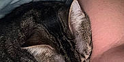Ace is registered to the contest to win money with this photo: animal, arm, cat, closeup, clothing, cozy, ear, fabric, feline, fur, indoor, paw, person, pet, resting, skin, sleeping, striped, tabby_cat, whiskers
