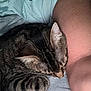 animal, arm, cat, closeup, clothing, cozy, ear, fabric, feline, fur, indoor, paw, person, pet, resting, skin, sleeping, striped, tabby_cat, whiskers