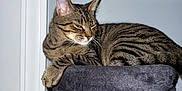 Ace is registered to the contest to win money with this photo: animal, cat, cat_tree, close-up, domestic_cat, ears, feline, fur, gray, household, indoor, looking_away, paw, pet, portrait, relaxed, resting, striped, tabby, whiskers