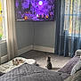 bed, carpet, cat, cozy, curtains, cushion, dog, gray_wall, halloween, living_room, moon, natural_light, pet_bed, pumpkin, small_dog, spooky_tv_show, tabby_cat, television, tree, window