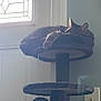 Ace joined the competition — help win amazing prizes! calm, cat, cat_tree, cozy, door, feline, furniture, home, indoor, natural_light, paw, pet, quiet, relaxation, resting, sleeping, soft_light, tabby, tiered, window