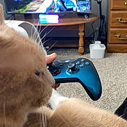 Chai joined the competition — help win amazing prizes! cat, cat_face, ginger_cat, pet, gaming_controller, xbox_controller, video_game, television, tv_screen, living_room, carpet, wooden_table, dresser, hand, whiskers, close_up, couch, home_interior, blur_background, relaxed