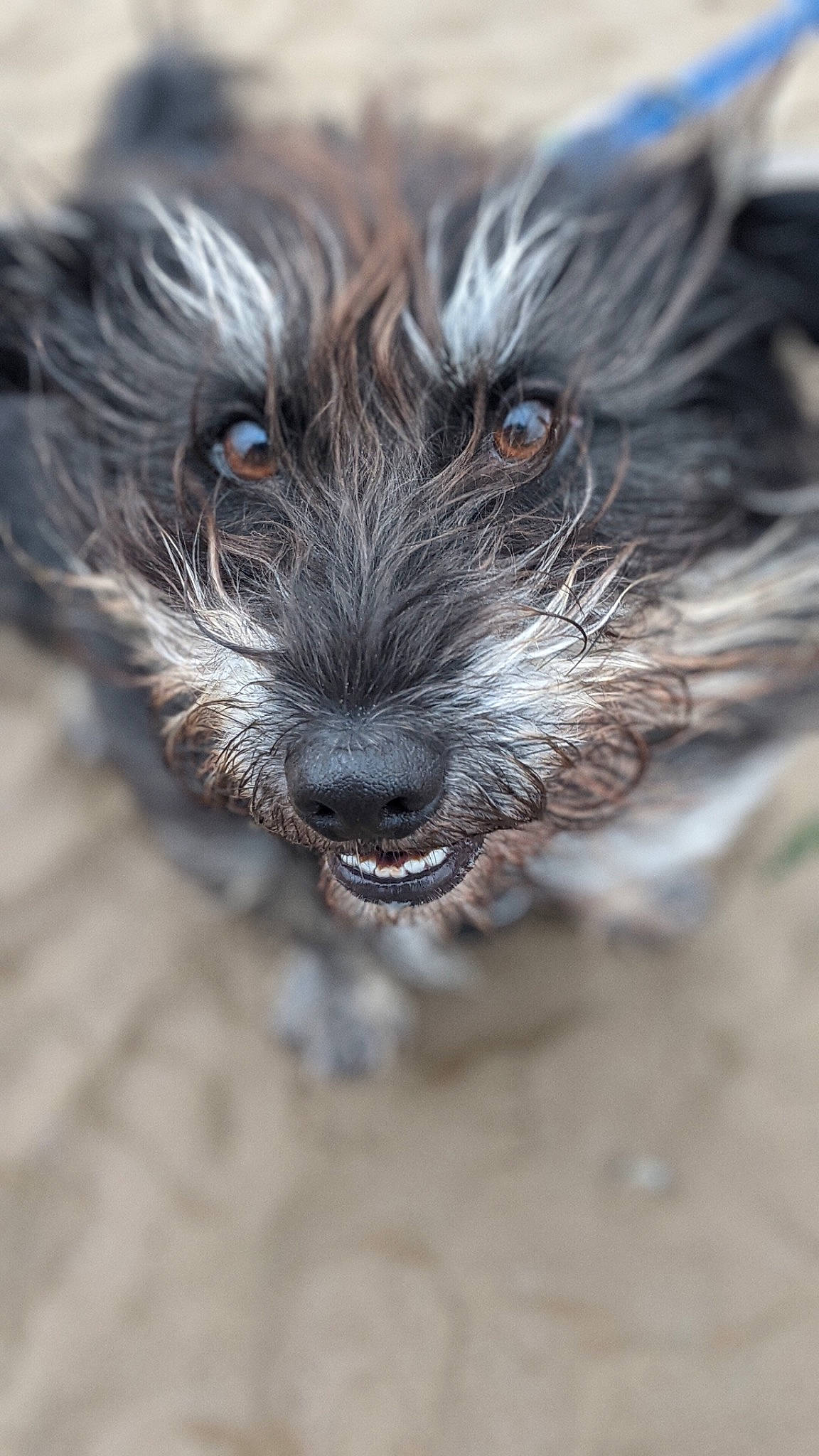 Buster is registered to the contest to win money with this photo: canidae, carnivore, companion_dog, dog, dog_breed, eye, fur, liver, non_sporting_group, puppy, small_terrier, snout, sporting_group, terrestrial_animal, terrier, toy_dog, water_dog, whiskers, wildlife, working_animal