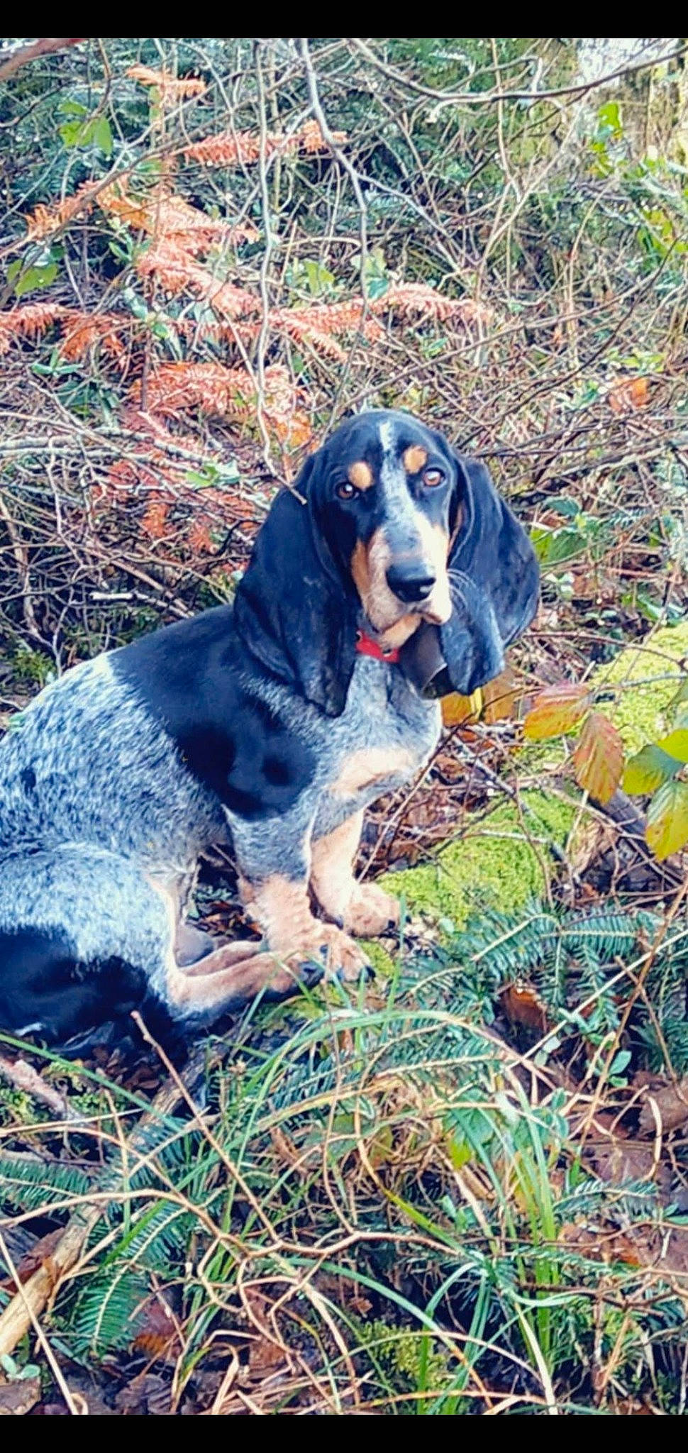 Pin'S a rejoint le concours — aidez-le/la à gagner de superbes lots ! canidae, carnivore, companion_dog, dog, dog_breed, fawn, grass, gun_dog, hound, hunting_dog, plant, sitting, snout, soil, sporting_group, terrestrial_animal, working_animal, working_dog