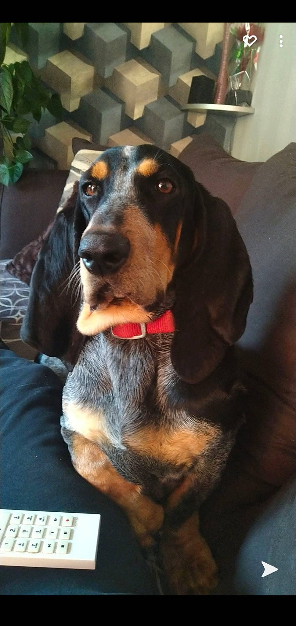 Pin'S a rejoint le concours — aidez-le/la à gagner de superbes lots ! canidae, carnivore, collar, companion_dog, dog, dog_breed, dog_supply, flowerpot, fur, hound, houseplant, liver, pet_supply, plant, scent_hound, snout, sporting_group, whiskers, working_animal, working_dog