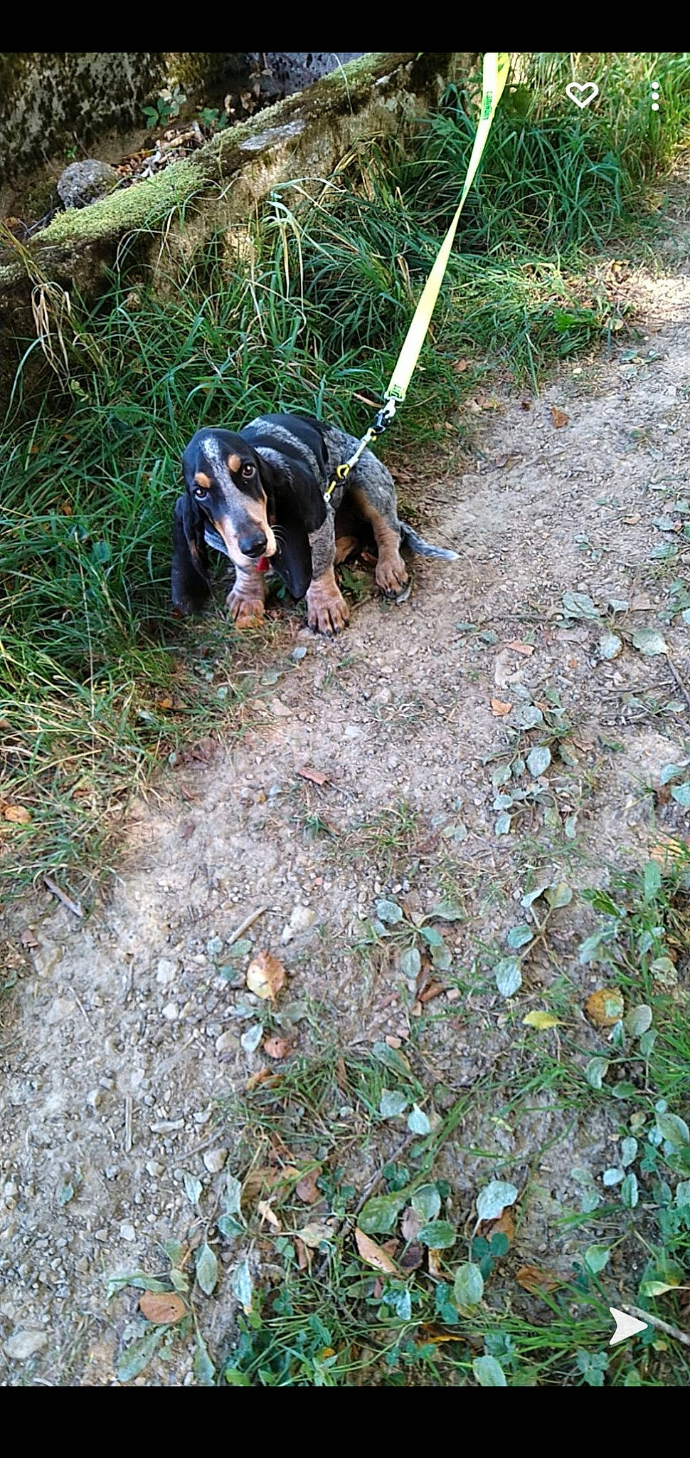 Pin'S a rejoint le concours — aidez-le/la à gagner de superbes lots ! canidae, carnivore, companion_dog, dog, dog_breed, electric_blue, forest, grass, groundcover, jungle, leash, plant, recreation, soil, sporting_group, tail, terrestrial_animal, terrestrial_plant, wildlife, working_animal