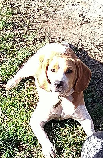 Rusty participe au concours pour gagner de l'argent avec cette photo : ball, canidae, carnivore, companion_dog, dog, dog_breed, fawn, football, fur, grass, gun_dog, liver, plant, snout, soil, sporting_group, terrestrial_animal, tree, wood, working_animal