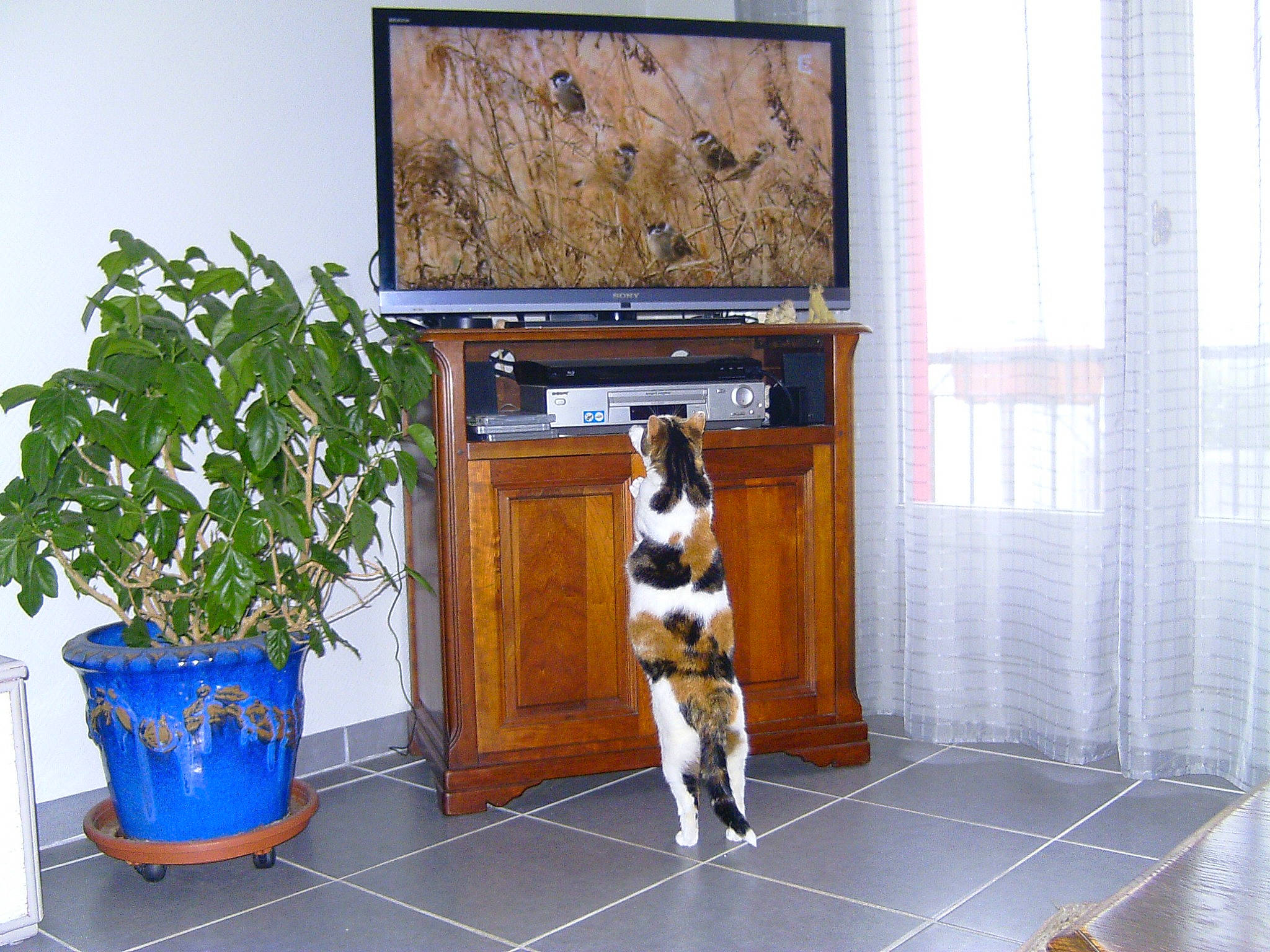 Princesse a rejoint le concours — aidez-le/la à gagner de superbes lots ! blue, building, companion_dog, display_device, dog, fawn, flat_panel_display, floor, flooring, flowerpot, hardwood, home, house, houseplant, plant, room, television, television_set, window, wood