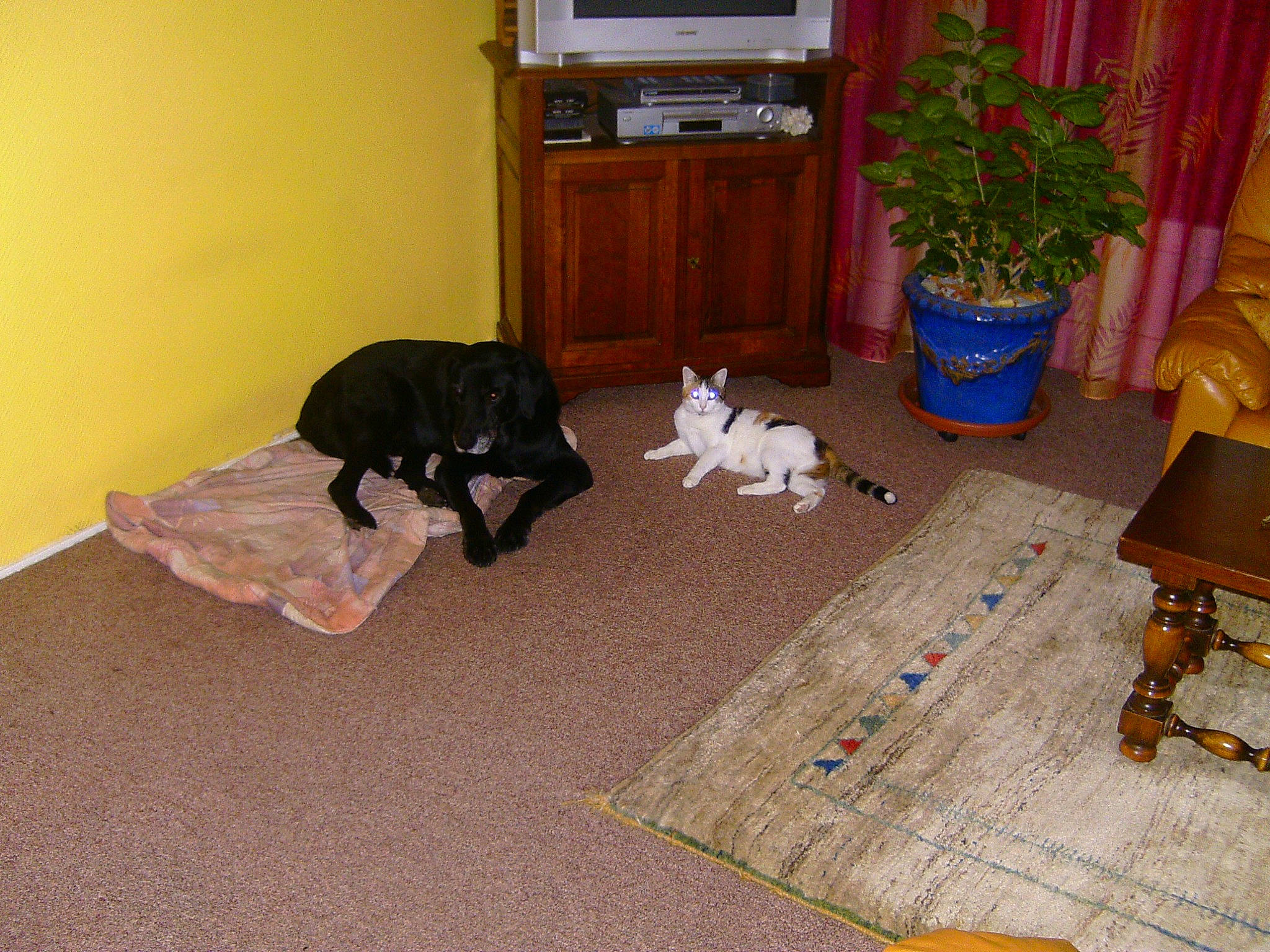 Princesse a rejoint le concours — aidez-le/la à gagner de superbes lots ! cabinetry, carnivore, chest_of_drawers, comfort, companion_dog, dog, dog_breed, drawer, fawn, felidae, floor, flooring, flowerpot, hardwood, houseplant, living_room, plant, small_to_medium_sized_cats, tail, wood