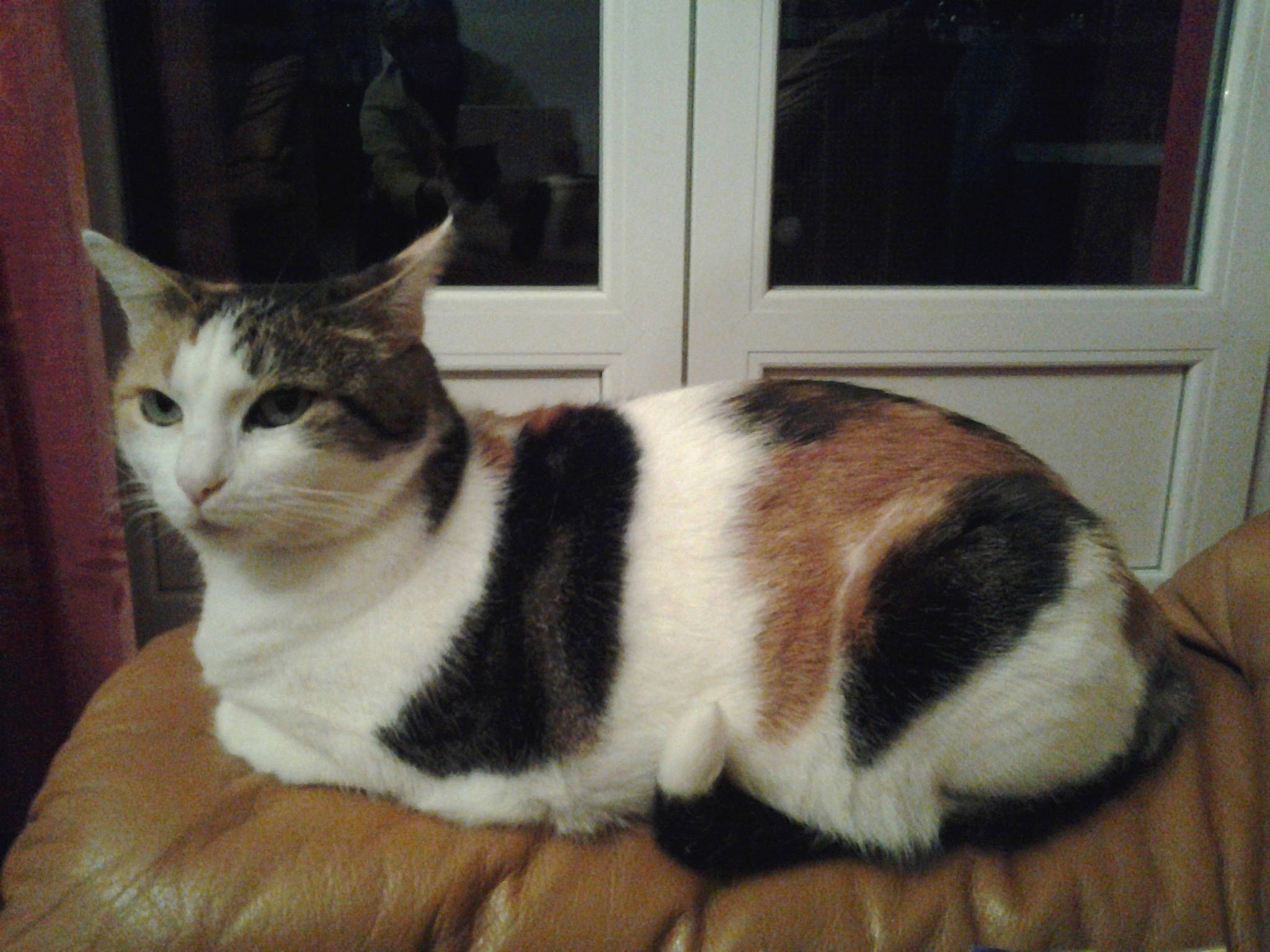 Princesse participe au concours pour gagner de l'argent avec cette photo : carnivore, cat, cat_supply, comfort, domestic_short_haired_cat, door, felidae, foot, fur, paw, small_to_medium_sized_cats, snout, tail, terrestrial_animal, whiskers, window