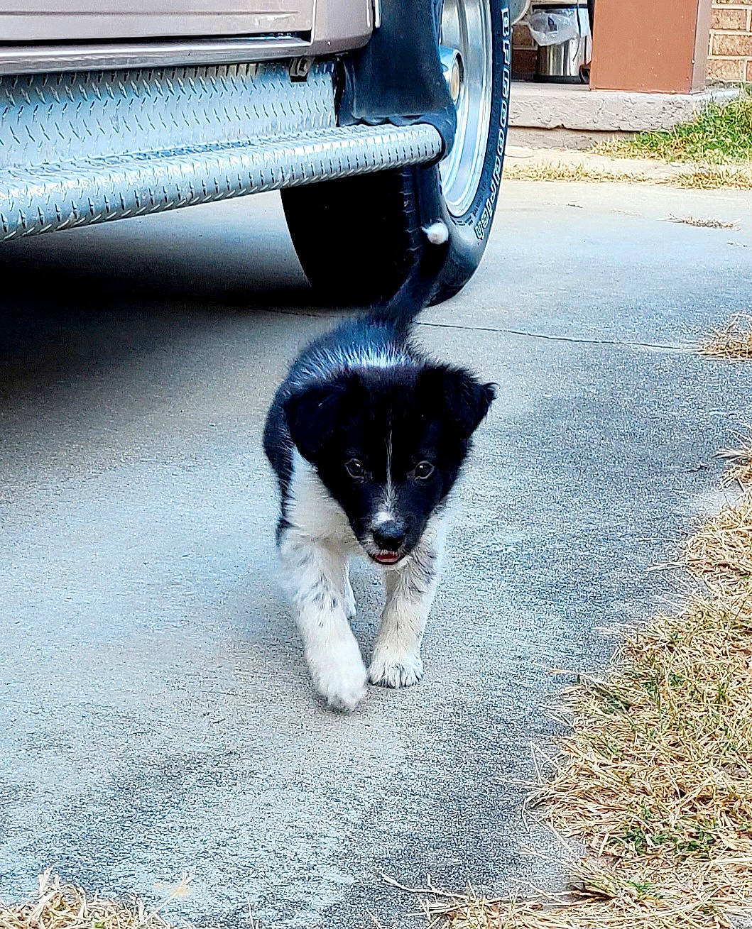 Ophelia is registered to the contest to win money with this photo: asphalt, automotive_exterior, automotive_lighting, automotive_tire, car, carnivore, companion_dog, dog, dog_breed, fender, gas, grille, light, plant, road_surface, tints_and_shades, tire, tread, vehicle, wheel