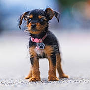 Bella is registered to the contest to win money with this photo: puppy, dog, small_dog, cute, black_and_brown, collar, paw_tag, standing, outdoor, shallow_depth_of_field, blurred_background, fur, pet, animal, young, adorable, furry, alert, portrait, closeup