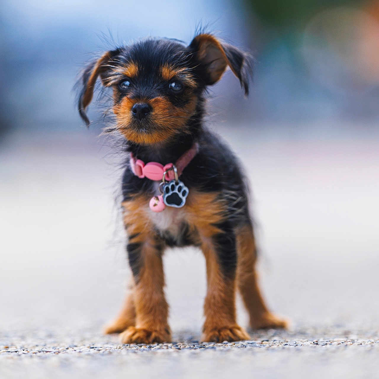 Bella is registered to the contest to win money with this photo: adorable, alert, animal, black_and_brown, blurred_background, closeup, collar, cute, dog, fur, furry, outdoor, paw_tag, pet, portrait, puppy, shallow_depth_of_field, small_dog, standing, young