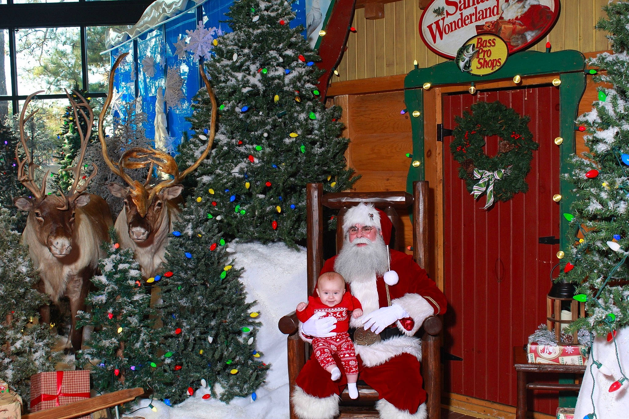 Beatrice joined the competition — help win amazing prizes! christmas, christmas_decoration, christmas_eve, christmas_lights, christmas_ornament, christmas_tree, conifer, decoration, event, evergreen, fun, green, headwear, holiday, holiday_ornament, joy, lighting, ornament, person, photograph