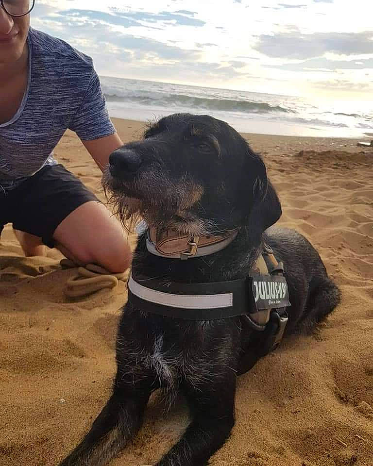 Athos participe au concours pour gagner de l'argent avec cette photo : beach, canidae, carnivore, cloud, collar, companion_dog, dog, dog_breed, dog_collar, eyewear, fawn, fun, goggles, happy, molosser, ocean, sand, sky, sporting_group, water