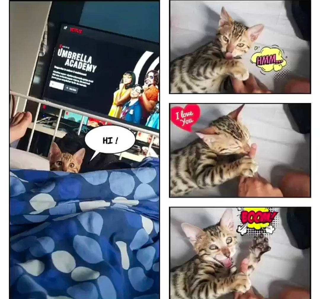 Rio participe au concours pour gagner de l'argent avec cette photo : carnivore, cat, collage, domestic_short_haired_cat, electric_blue, facial_expression, felidae, font, fur, linens, mammal, organism, pattern, photo_caption, photograph, publication, small_to_medium_sized_cats, snapshot, vertebrate, whiskers