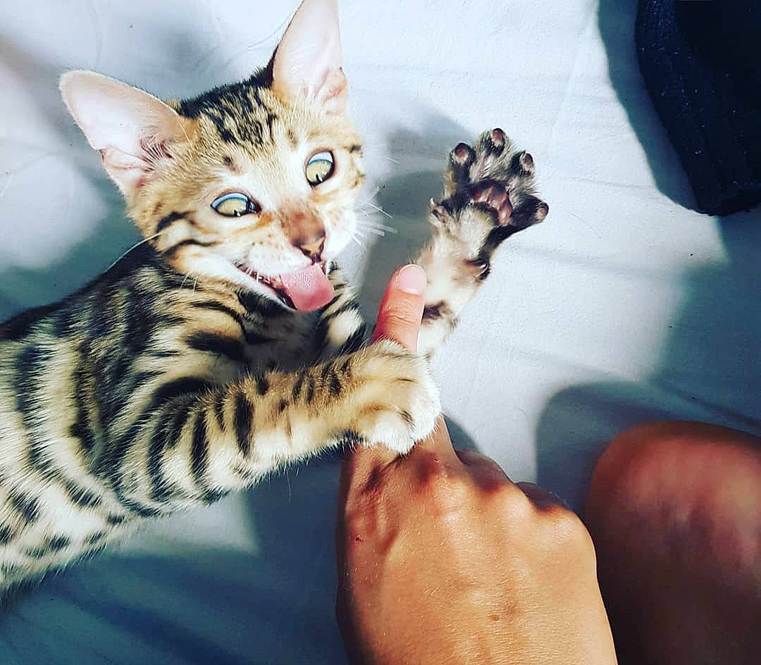 Rio a rejoint le concours — aidez-le/la à gagner de superbes lots ! carnivore, cat, claw, comfort, domestic_short_haired_cat, eye, felidae, finger, fur, gesture, hand, nail, paw, sitting, small_to_medium_sized_cats, snout, thumb, whiskers, wildlife, wrist