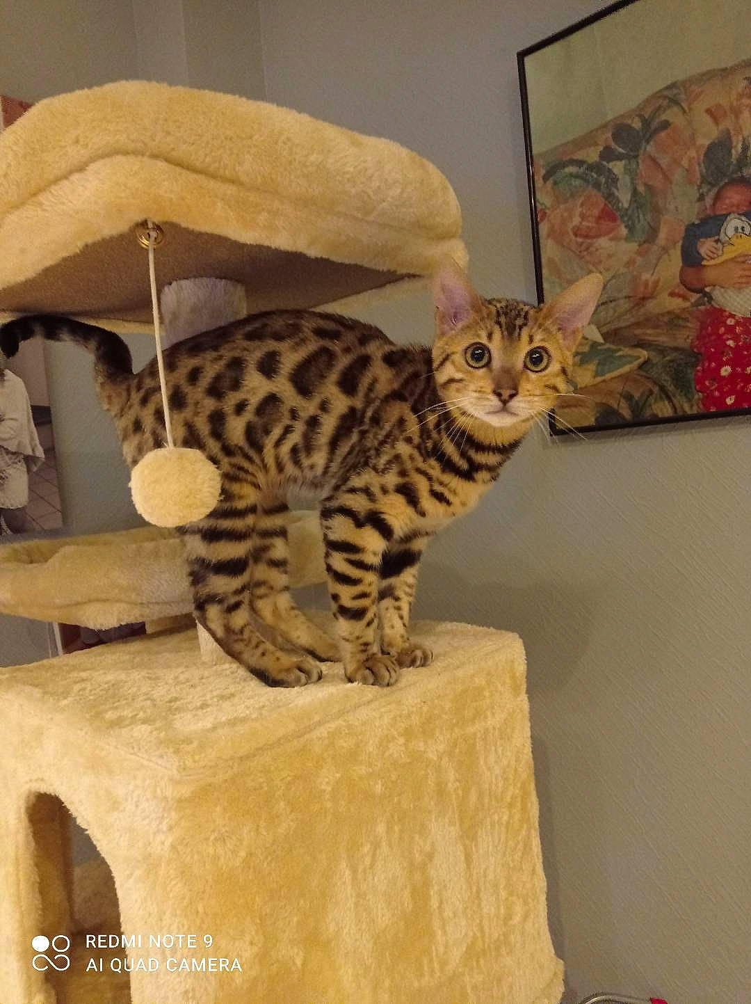 Rio participe au concours pour gagner de l'argent avec cette photo : art, carnivore, cat, cat_bed, cat_supply, ceramic, comfort, felidae, flooring, fur, hardwood, pet_supply, picture_frame, rectangle, room, small_to_medium_sized_cats, tail, terrestrial_animal, whiskers, wood