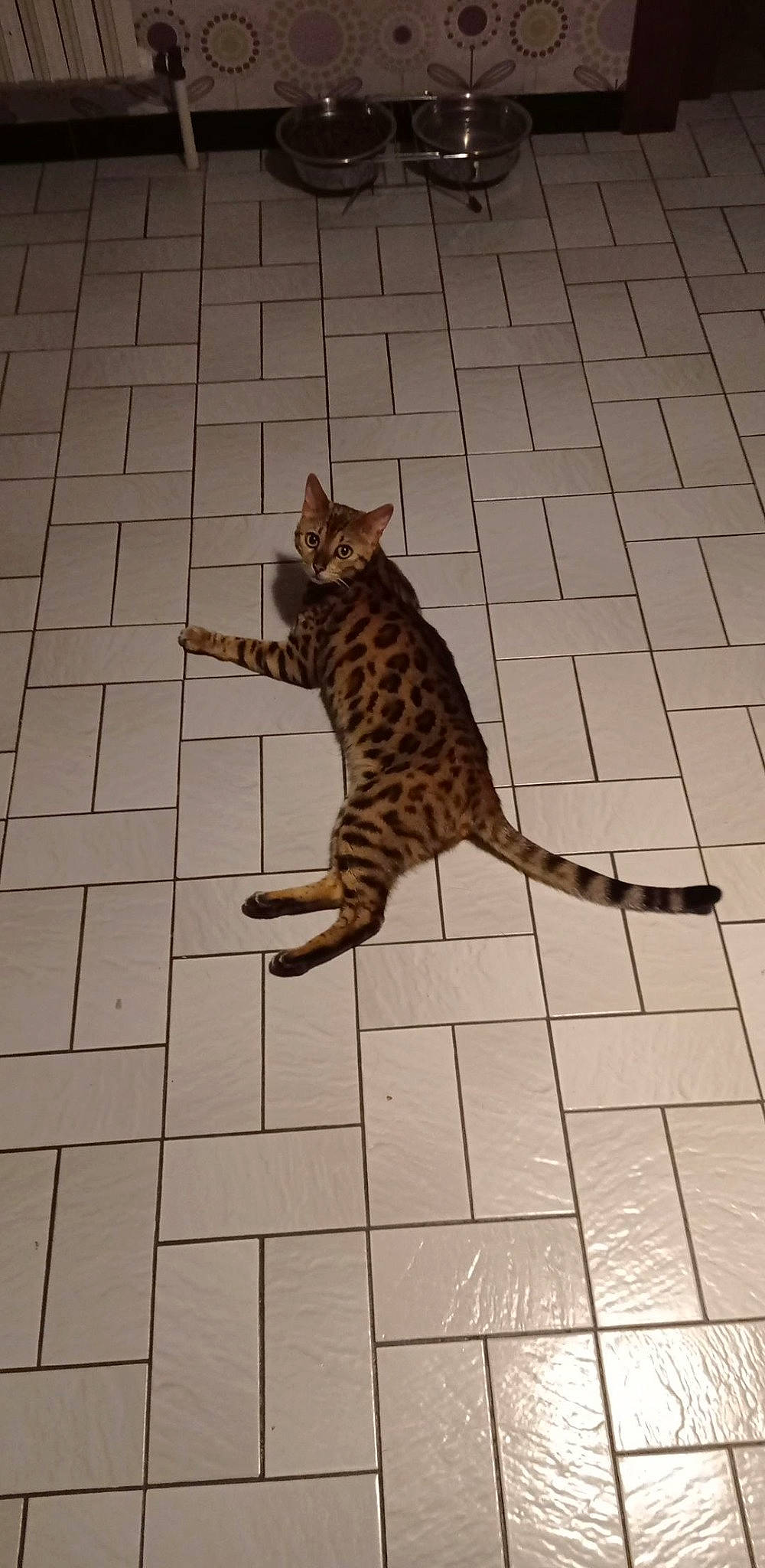 Rio a rejoint le concours — aidez-le/la à gagner de superbes lots ! art, big_cats, brickwork, carnivore, cat, claw, domestic_short_haired_cat, fawn, felidae, floor, flooring, fur, line, paw, small_to_medium_sized_cats, snout, tail, terrestrial_animal, whiskers, wood