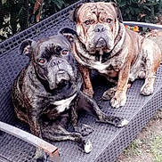 Cooper a rejoint le concours — aidez-le/la à gagner de superbes lots ! dog, bulldog, bench, outdoor, pet, animal, grass, basketball, leafy_background, resting, two_dogs, brown_dog, black_dog, canine, furniture, nature, summer, daytime, companions, park