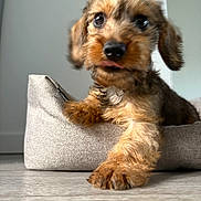 Ambre a rejoint le concours — aidez-le/la à gagner de superbes lots ! dog, puppy, pet_bed, tongue_out, paw, fur, cute, indoor, floor, brown, small_dog, close_up, portrait, canine, animal, young, cozy, resting, curious, furry