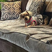 Baby joined the competition — help win amazing prizes! animal, blanket, chewing, cozy, cute, decor, dog, fabric, furniture, home, indoor, living_room, pattern, pet, pillow, relaxed, resting, small_dog, sofa, treat