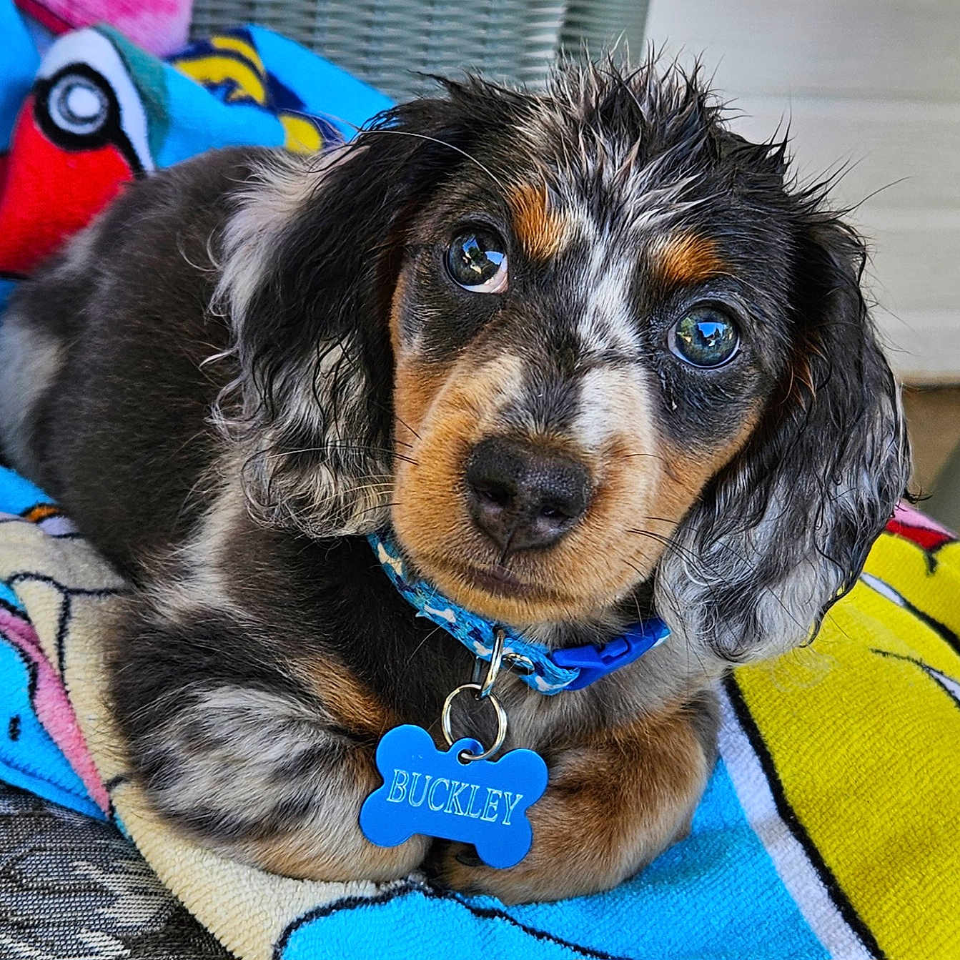 Buckley is registered to the contest to win money with this photo: accessories, animal, beagle, blanket, canine, cockerspaniel, collar, dog, homedecor, hound, leash, linen, papillon, pendant, pet, poodle, puppy, snout, strap, terrier