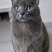 Bijou a rejoint le concours — aidez-le/la à gagner de superbes lots ! cat, gray_cat, green_eyes, pet, feline, close_up, indoor, fur, whiskers, animal, curious, portrait, sitting, looking_up, domestic_cat, cute, soft_light, background_blur, floor, ears