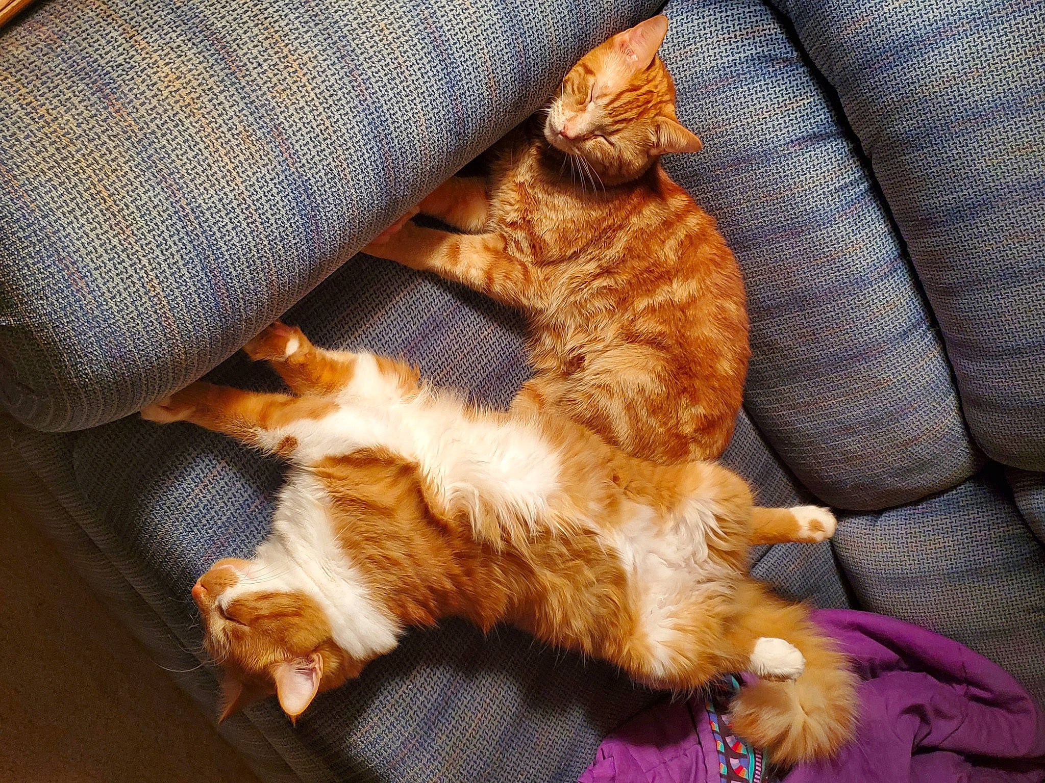 Maverick And Goose is registered to the contest to win money with this photo: brown, carnivore, cat, cat_supply, claw, comfort, companion_dog, couch, domestic_short_haired_cat, fawn, felidae, fur, nap, paw, small_to_medium_sized_cats, tail, terrestrial_animal, textile, whiskers