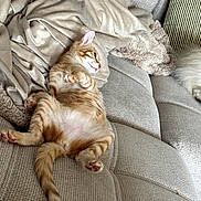 Popy participe au concours pour gagner de l'argent avec cette photo : cat, kitten, orange_tabby, sleeping, relaxed, belly_up, paws, pink_paw_pads, tail, fur, whiskers, ears, couch, sofa, blanket, pillow, indoor, cozy, pet, adorable