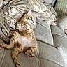 cat, kitten, orange_tabby, sleeping, relaxed, belly_up, paws, pink_paw_pads, tail, fur, whiskers, ears, couch, sofa, blanket, pillow, indoor, cozy, pet, adorable