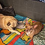 dog, two_dogs, blanket, couch, indoor, pet, sleepy, alert, ears, fur, animal, cute, resting, colorful, cartoon, comfort, companion, domestic, relaxing, friendship