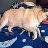 dog, sleeping, nap, resting, pet, animal, indoors, blanket, bed, blue_blanket, food_bowl, collar, good_dog, small_dog, cream_fur, short_hair, lying_down, cozy, home, relaxed