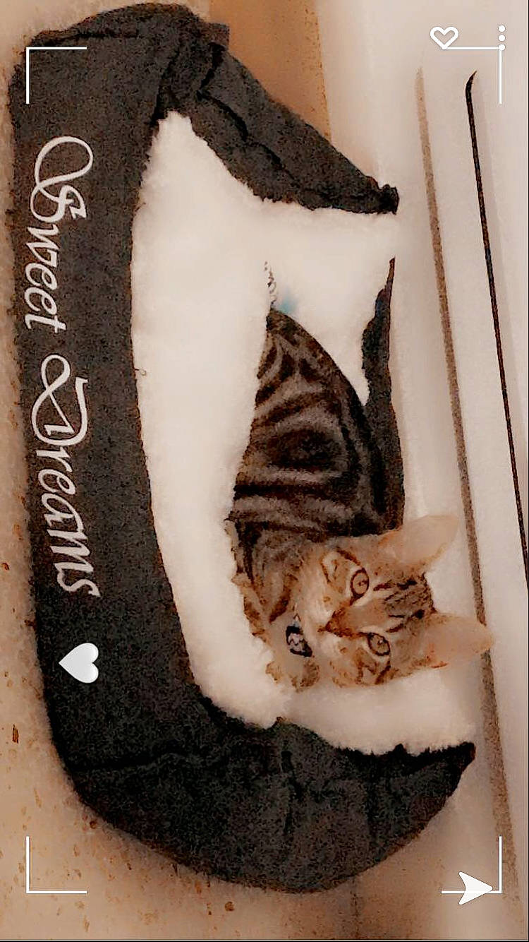 Honey participe au concours pour gagner de l'argent avec cette photo : carmine, carnivore, cat, domestic_short_haired_cat, fashion_accessory, fawn, felidae, font, fur, fur_clothing, hat, human_leg, linens, pattern, paw, small_to_medium_sized_cats, tail, textile, whiskers, wood