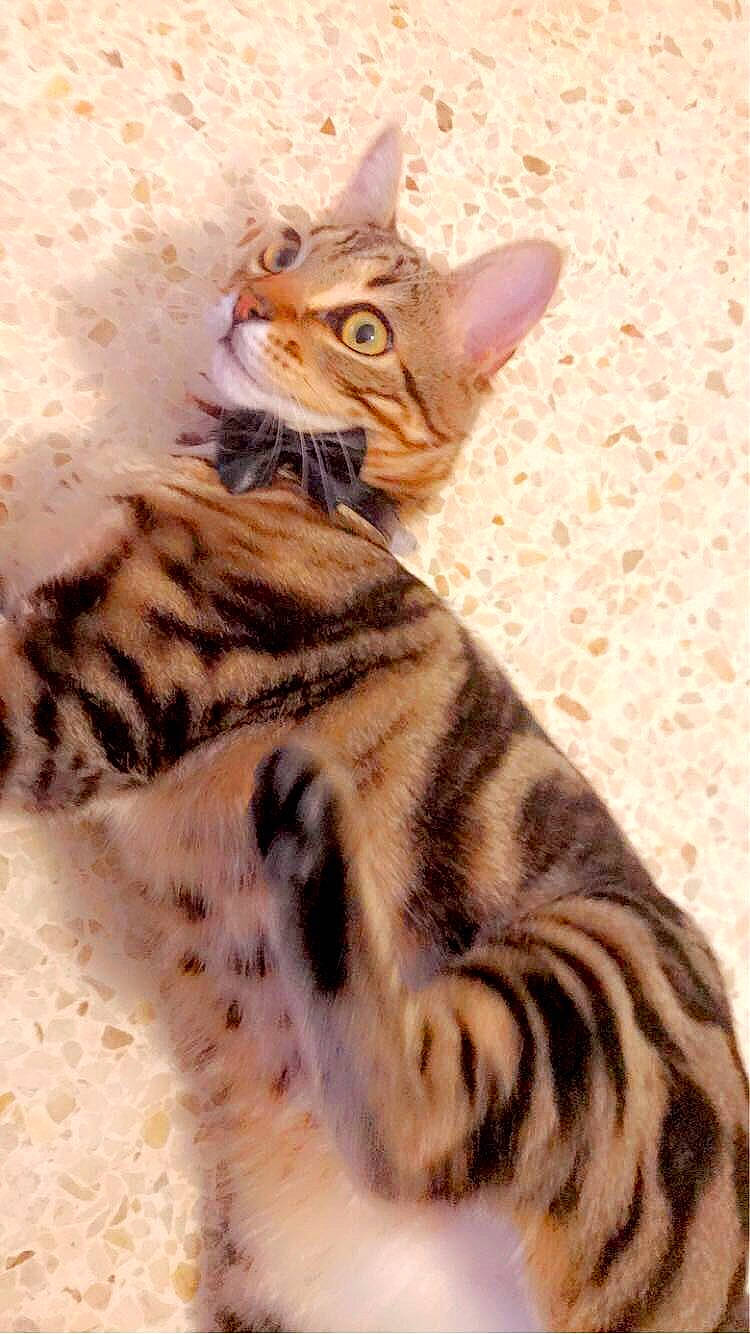 Honey participe au concours pour gagner de l'argent avec cette photo : carnivore, cat, domestic_short_haired_cat, fawn, felidae, fur, paw, small_to_medium_sized_cats, snout, terrestrial_animal, whiskers, wildlife