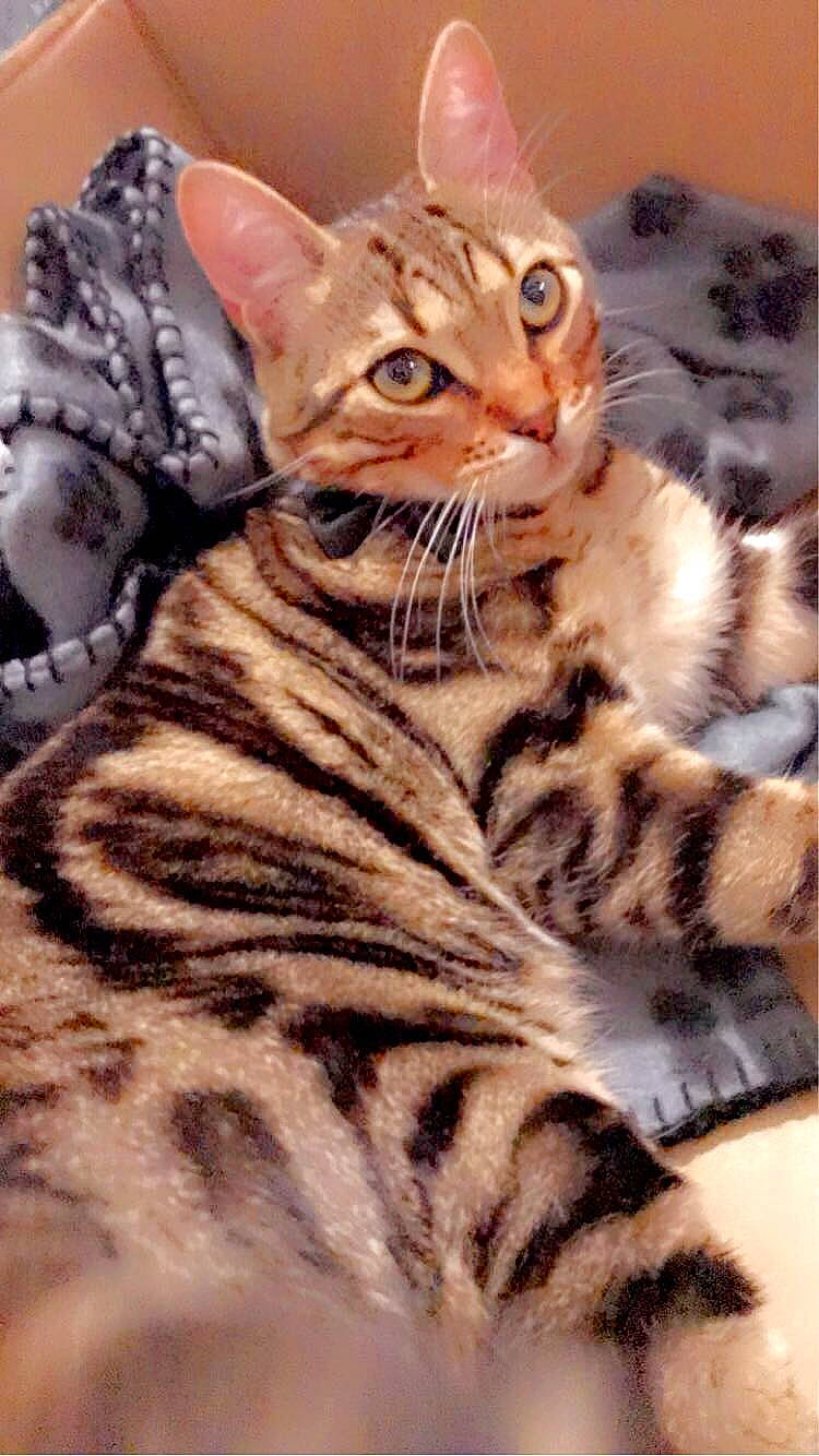 Honey participe au concours pour gagner de l'argent avec cette photo : carnivore, cat, claw, domestic_short_haired_cat, fawn, felidae, fur, mammal, paw, photo_caption, sitting, small_to_medium_sized_cats, snout, tail, terrestrial_animal, vertebrate, whiskers, wildlife