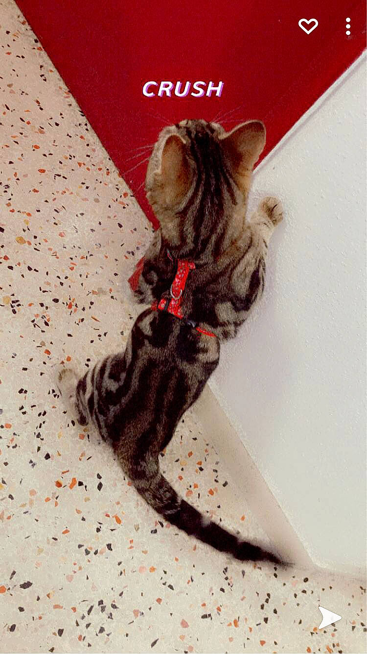 Honey a rejoint le concours — aidez-le/la à gagner de superbes lots ! canidae, carnivore, cat, claw, domestic_short_haired_cat, fashion_design, fawn, felidae, font, fur, illustration, pattern, paw, peach, small_to_medium_sized_cats, snout, tail, terrestrial_animal, whiskers, wildlife