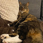 Willow a rejoint le concours — aidez-le/la à gagner de superbes lots ! animal, blanket, cat, couch, cozy, cute, domestic, ears, feline, fluffy, fur, home, indoor, paw, pet, pillow, relaxed, resting, tabby, whiskers